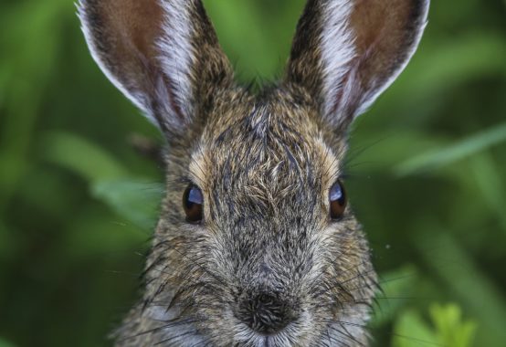 ウサギの耳
